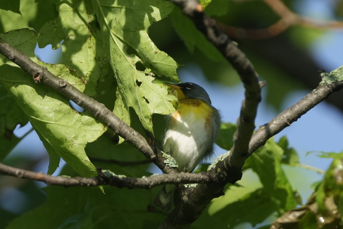 Northern Parula - Matt Myers