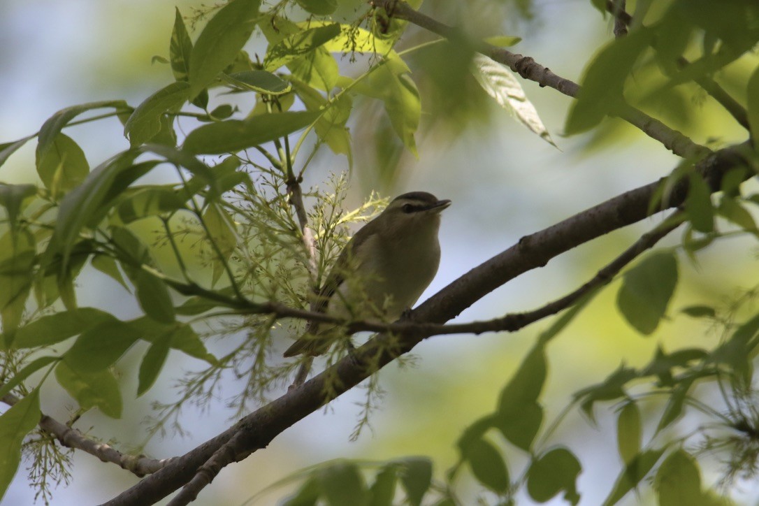 Red-eyed Vireo - Eli Weber