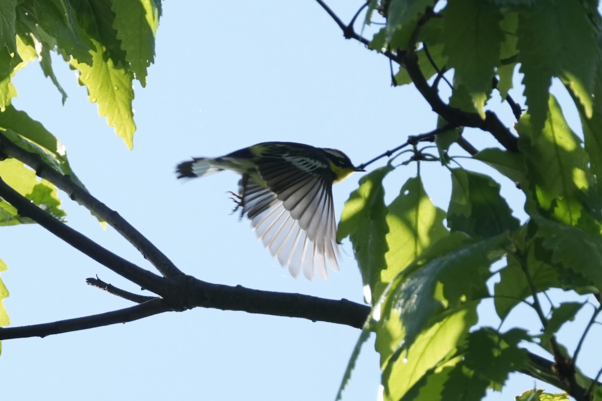 Magnolia Warbler - Matt Myers