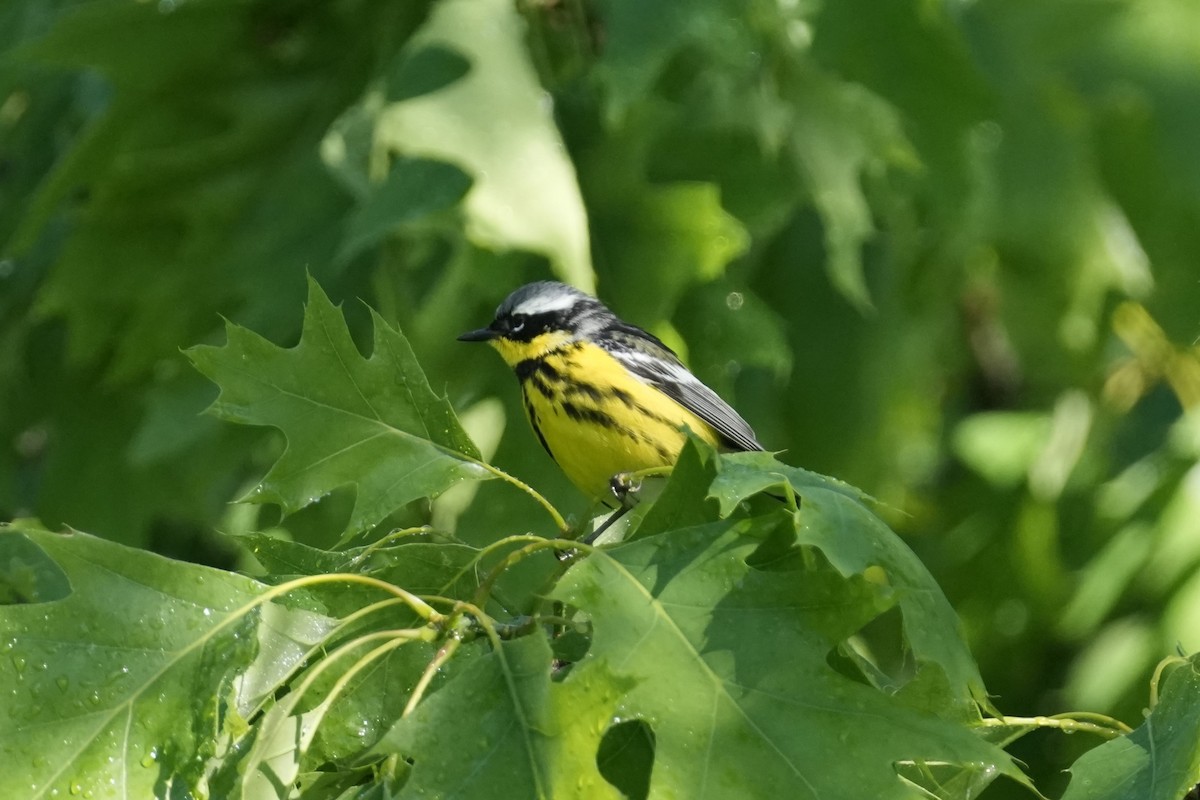 Magnolia Warbler - Matt Myers