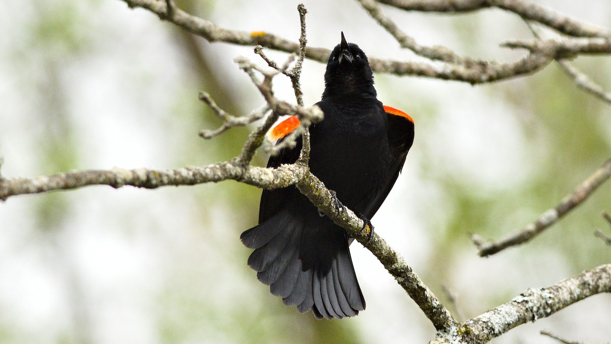Red-winged Blackbird - Galya Dokshina