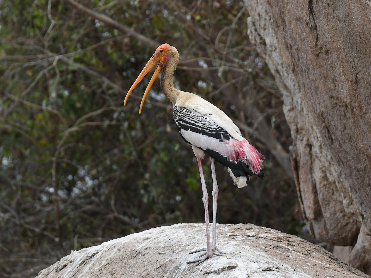 Painted Stork - ML618862787