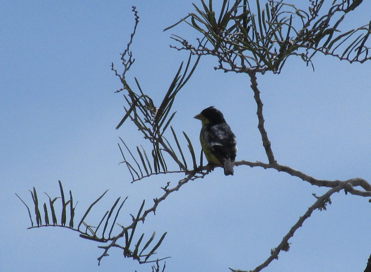 Lesser Goldfinch - ML618862791