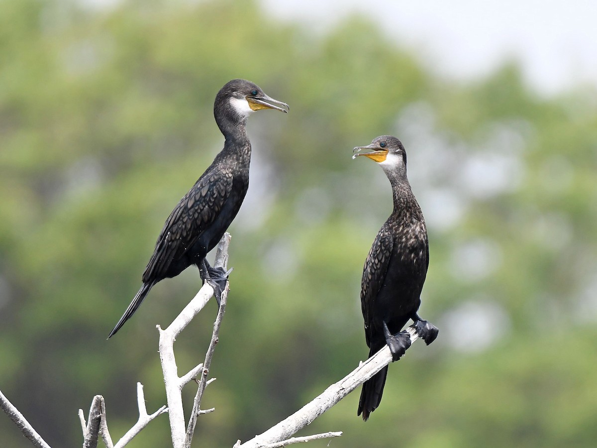 Great Cormorant - Alex Rogers