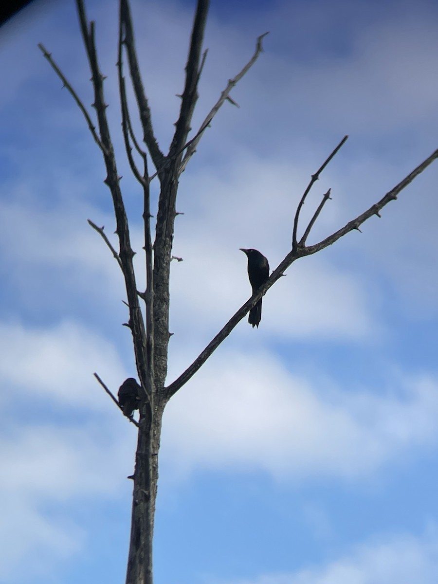 Common Grackle - Christopher Cloutier