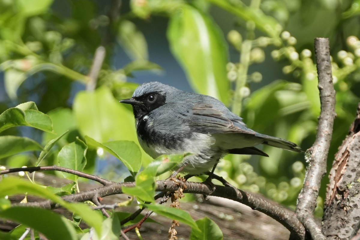 Black-throated Blue Warbler - Matt Myers