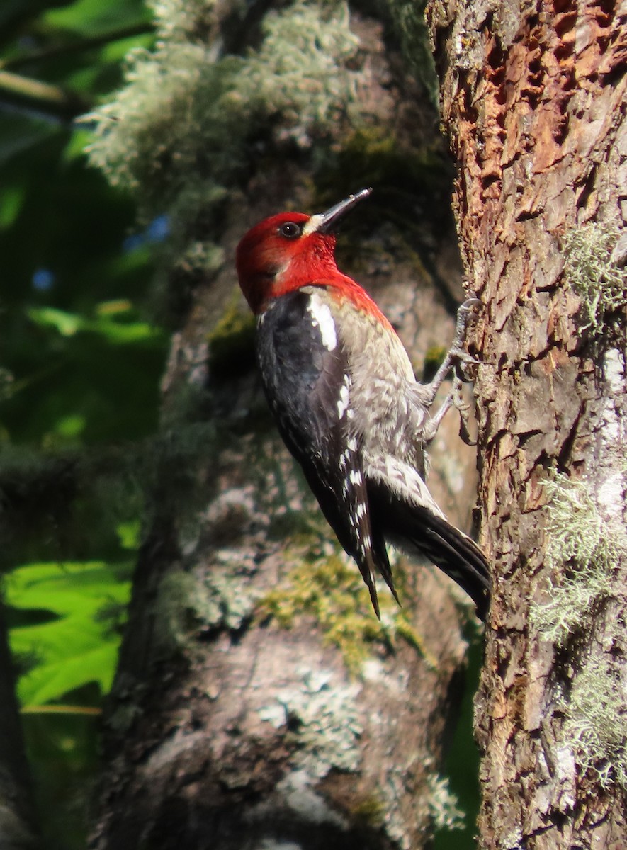 Red-breasted Sapsucker - Linda Archer