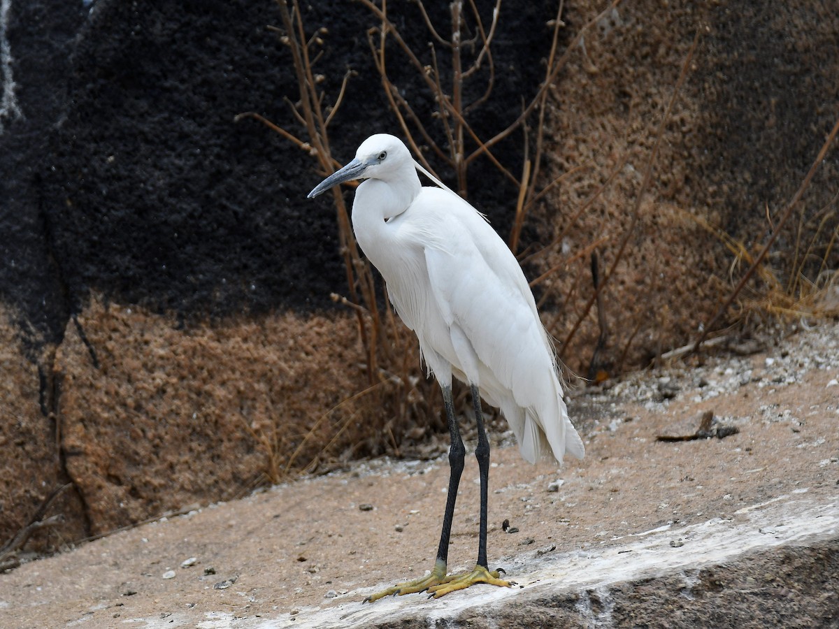 Little Egret - Alex Rogers