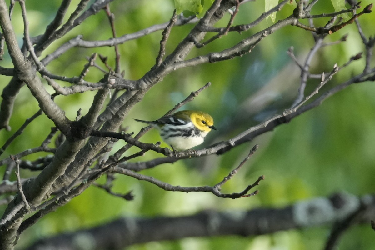 Black-throated Green Warbler - Matt Myers