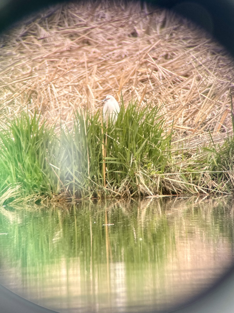 Snowy Egret - ML618862828