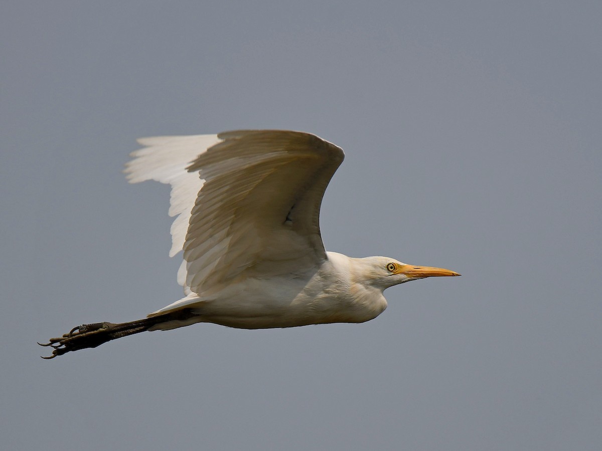 Eastern Cattle Egret - ML618862829