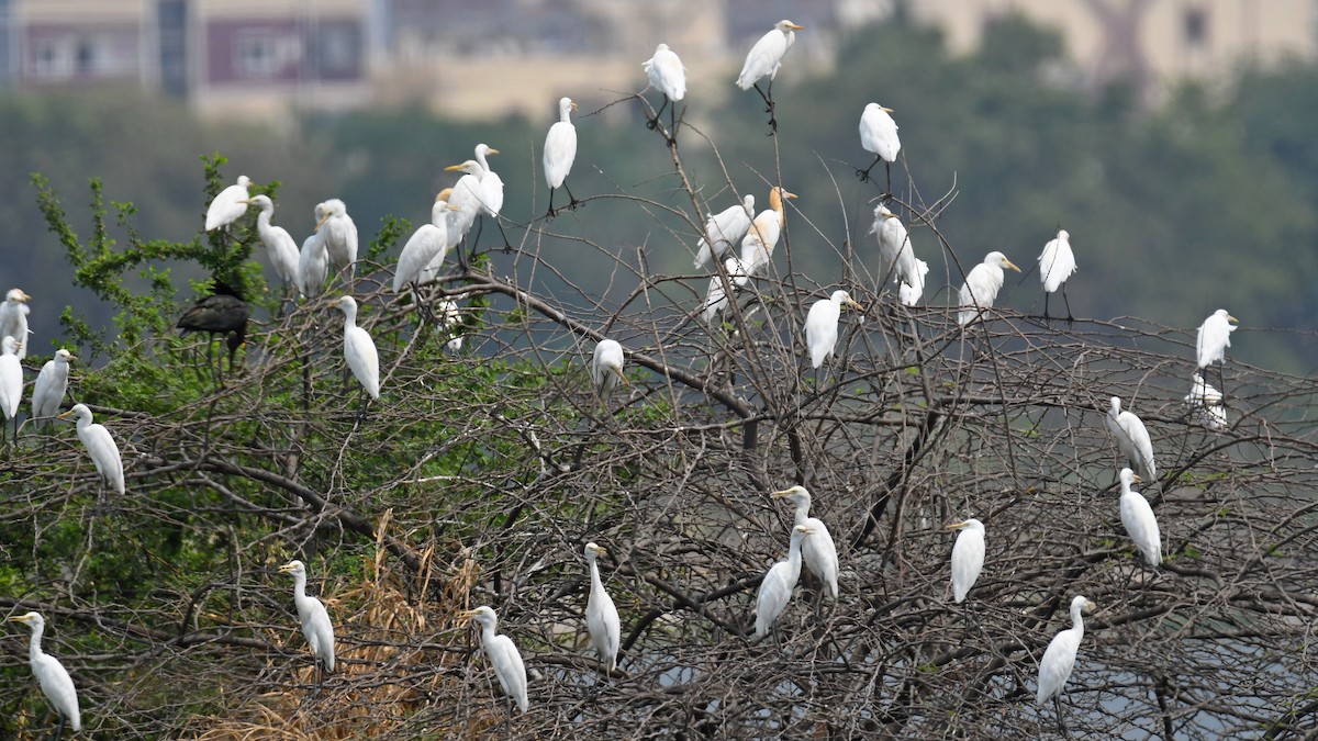 Eastern Cattle Egret - Alex Rogers