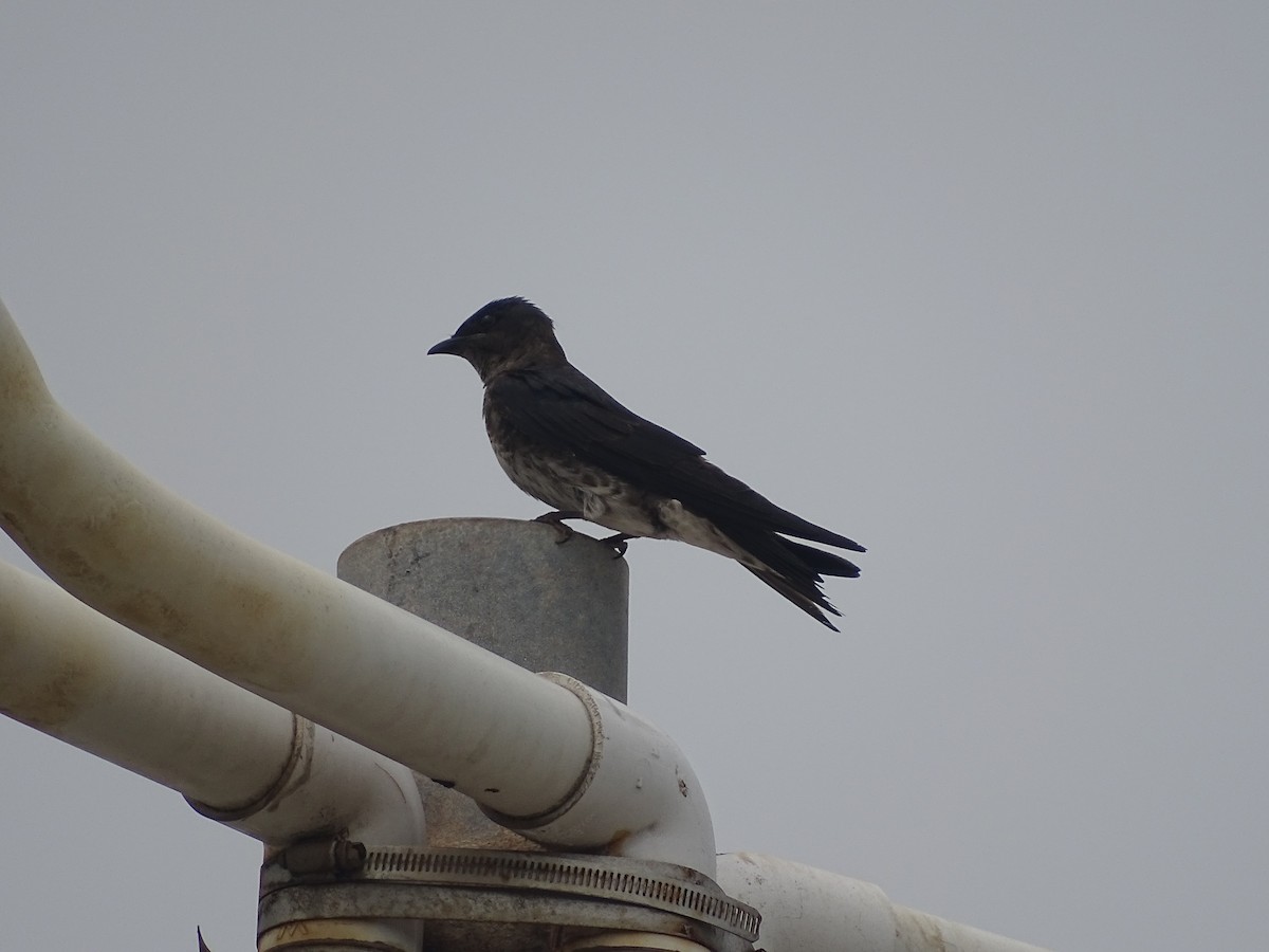 Purple Martin - Baylor Cashen