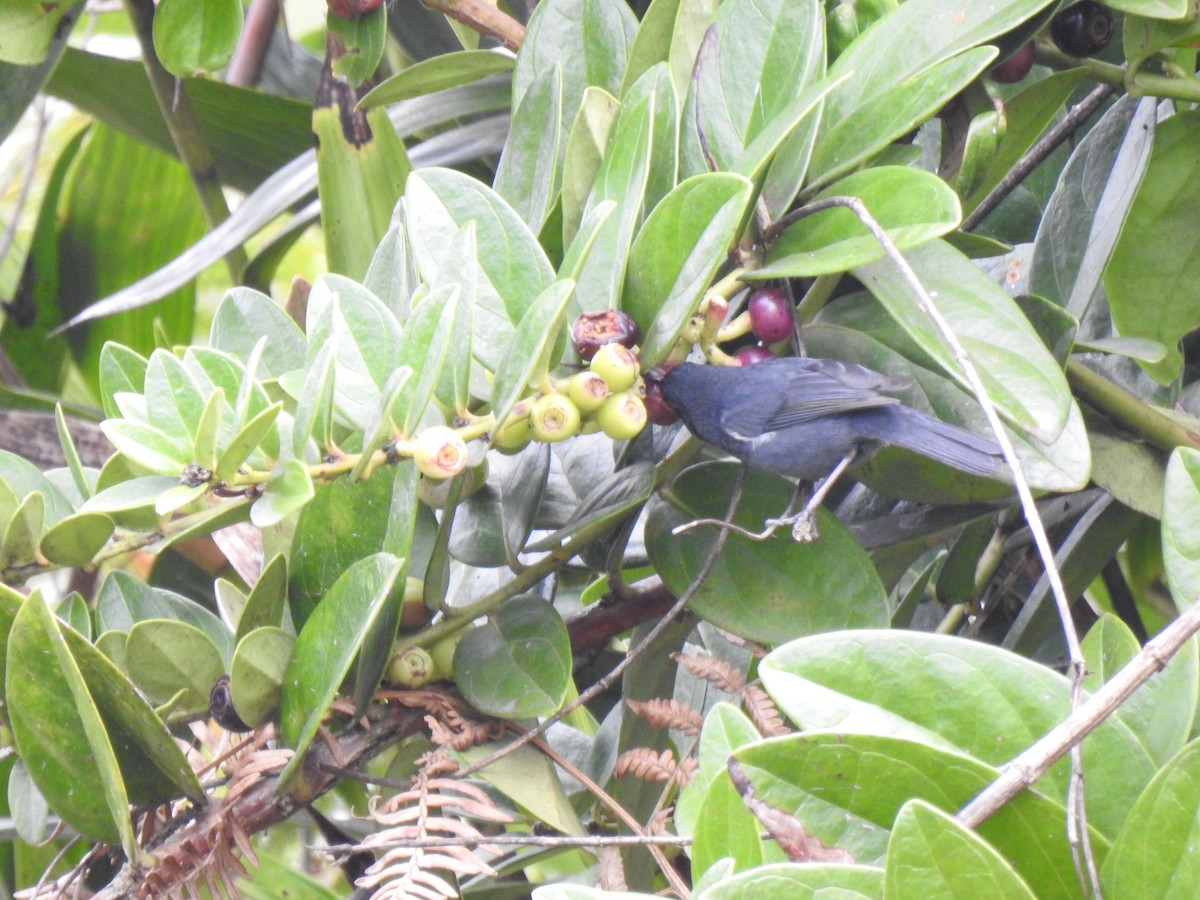 White-sided Flowerpiercer - ubaque club