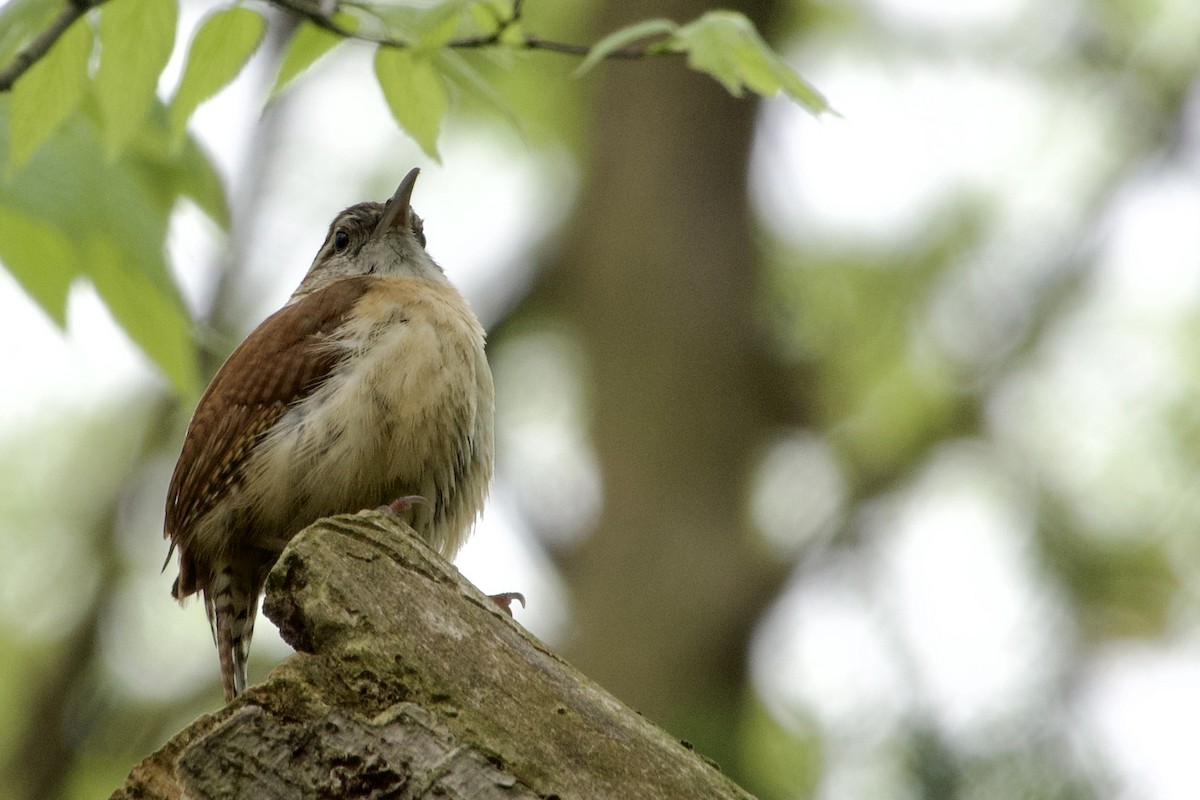 Carolina Wren - Jerry Horak