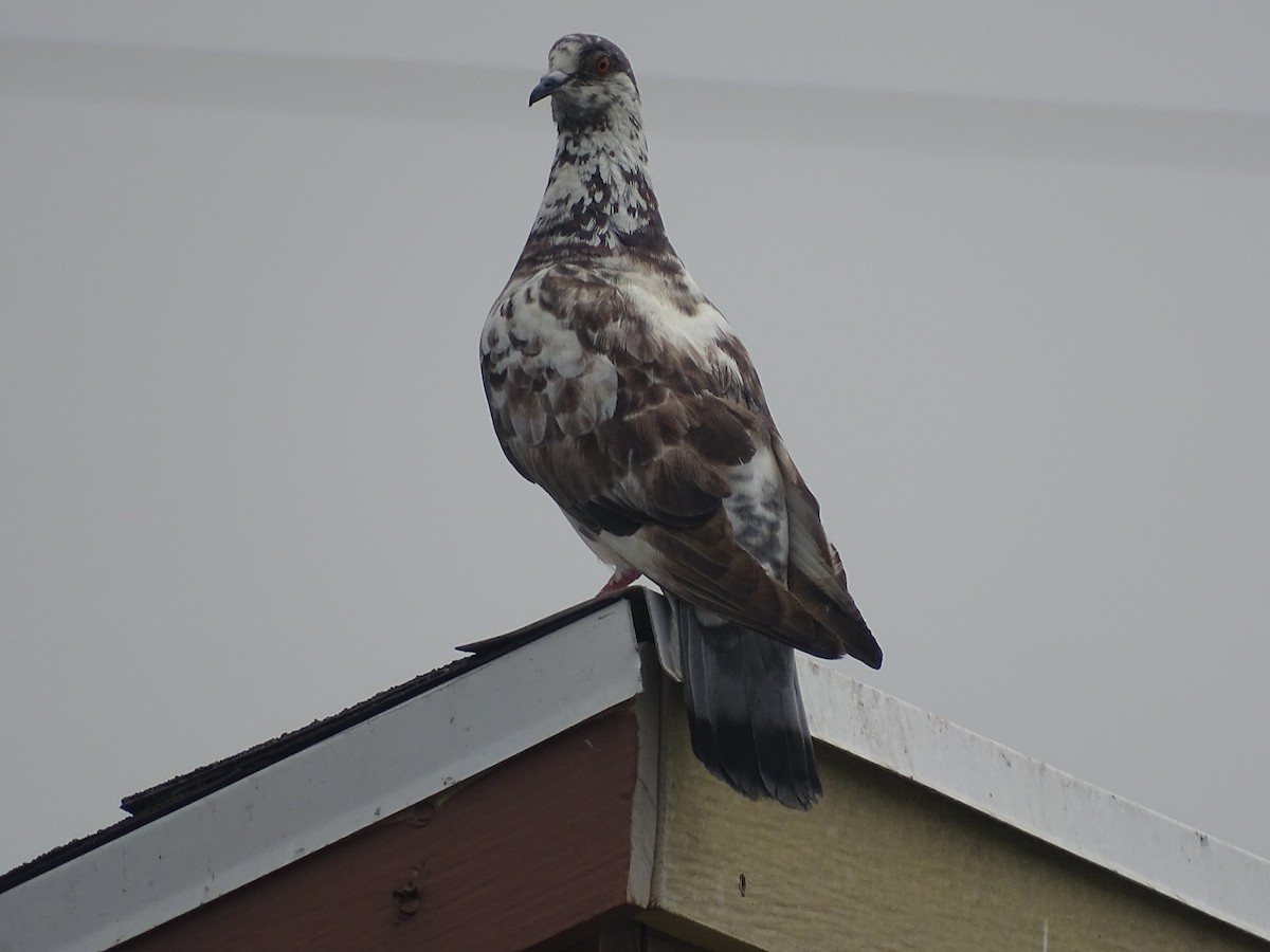 Rock Pigeon (Feral Pigeon) - Baylor Cashen