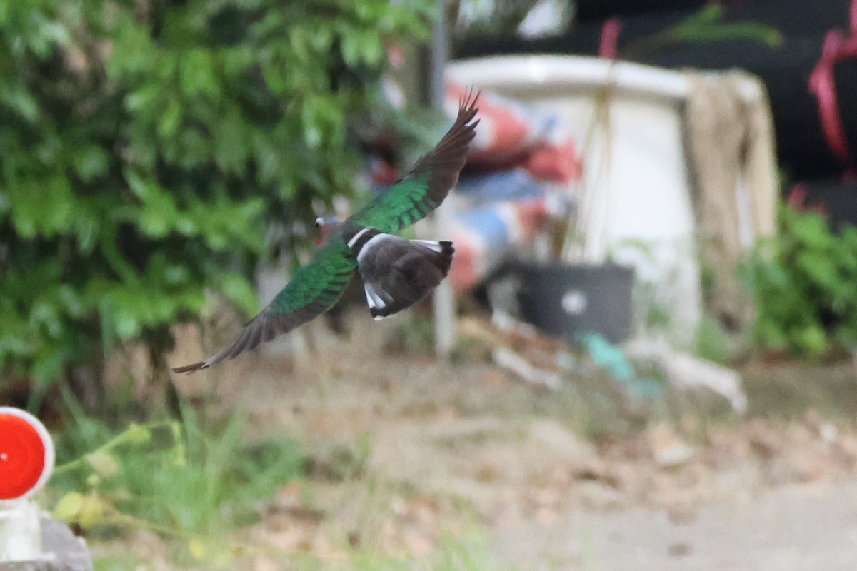 Asian Emerald Dove - 羅 美玉