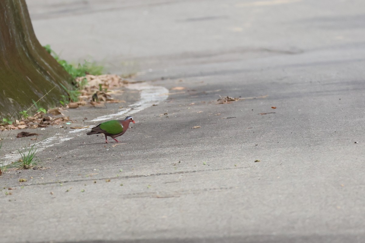 Asian Emerald Dove - 羅 美玉