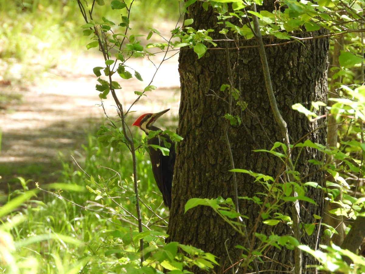 Pileated Woodpecker - Ezekiel  Van