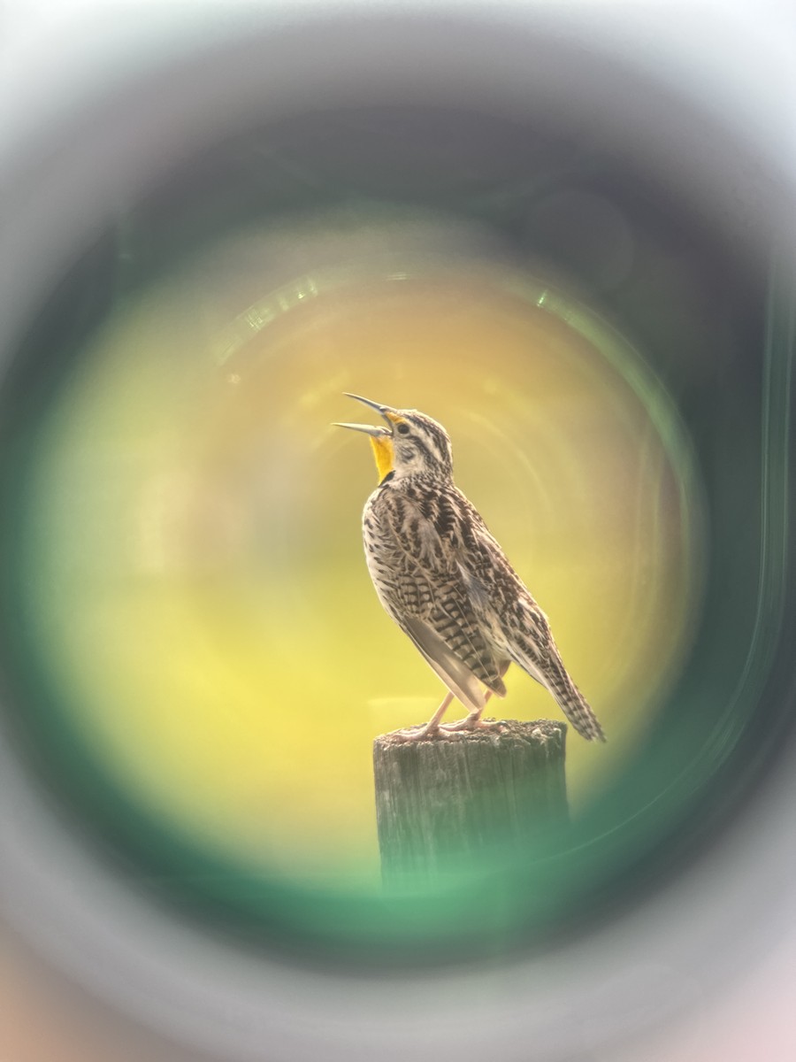 Western Meadowlark - ML618862870