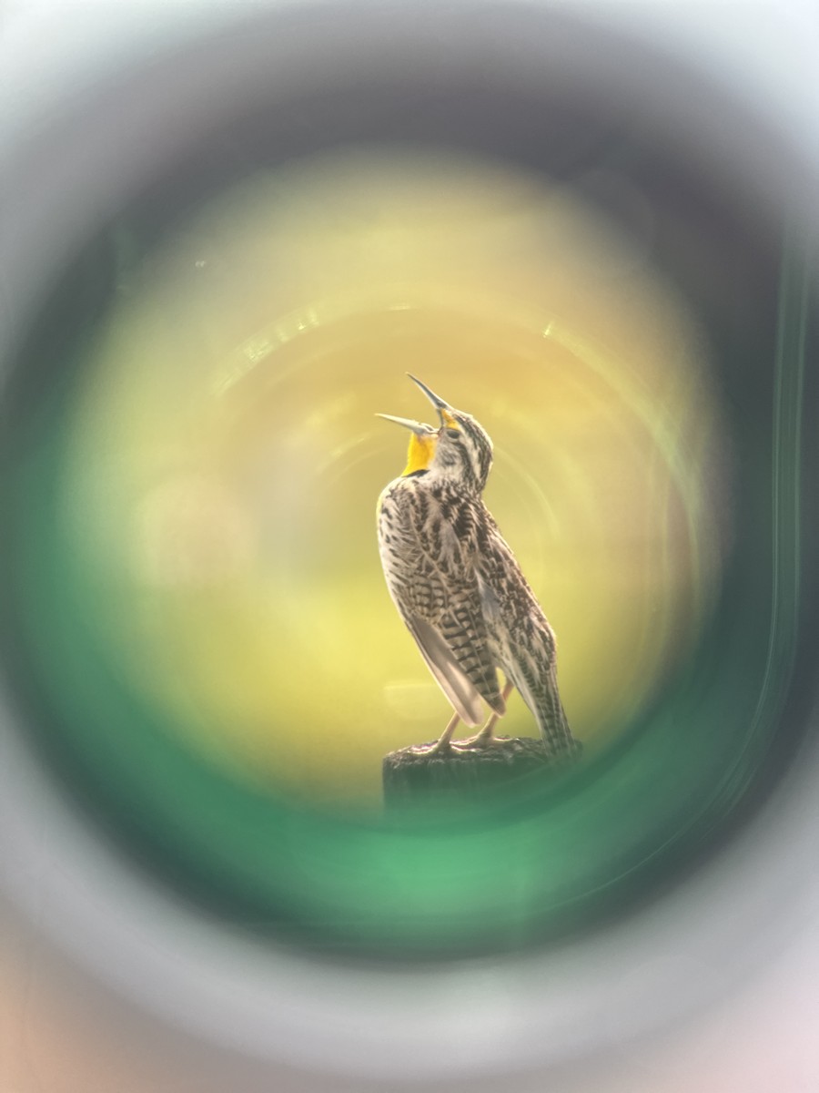 Western Meadowlark - ML618862871