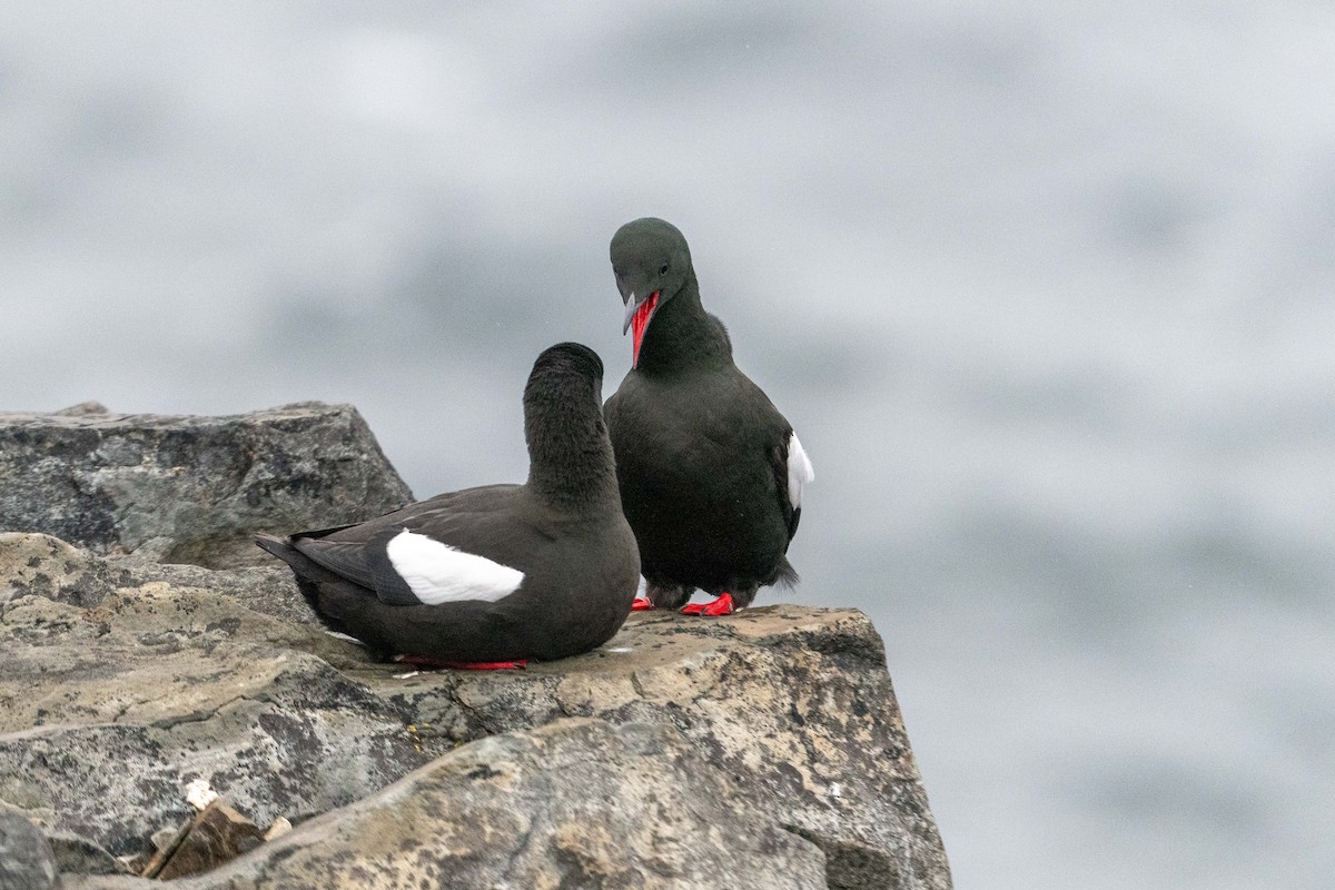 Black Guillemot - Alex McInnis