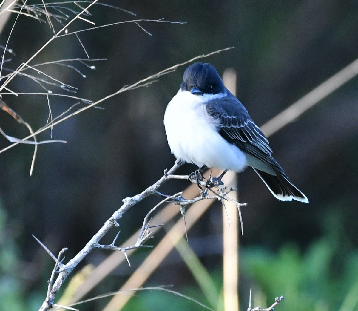 Eastern Kingbird - Laura Millmore