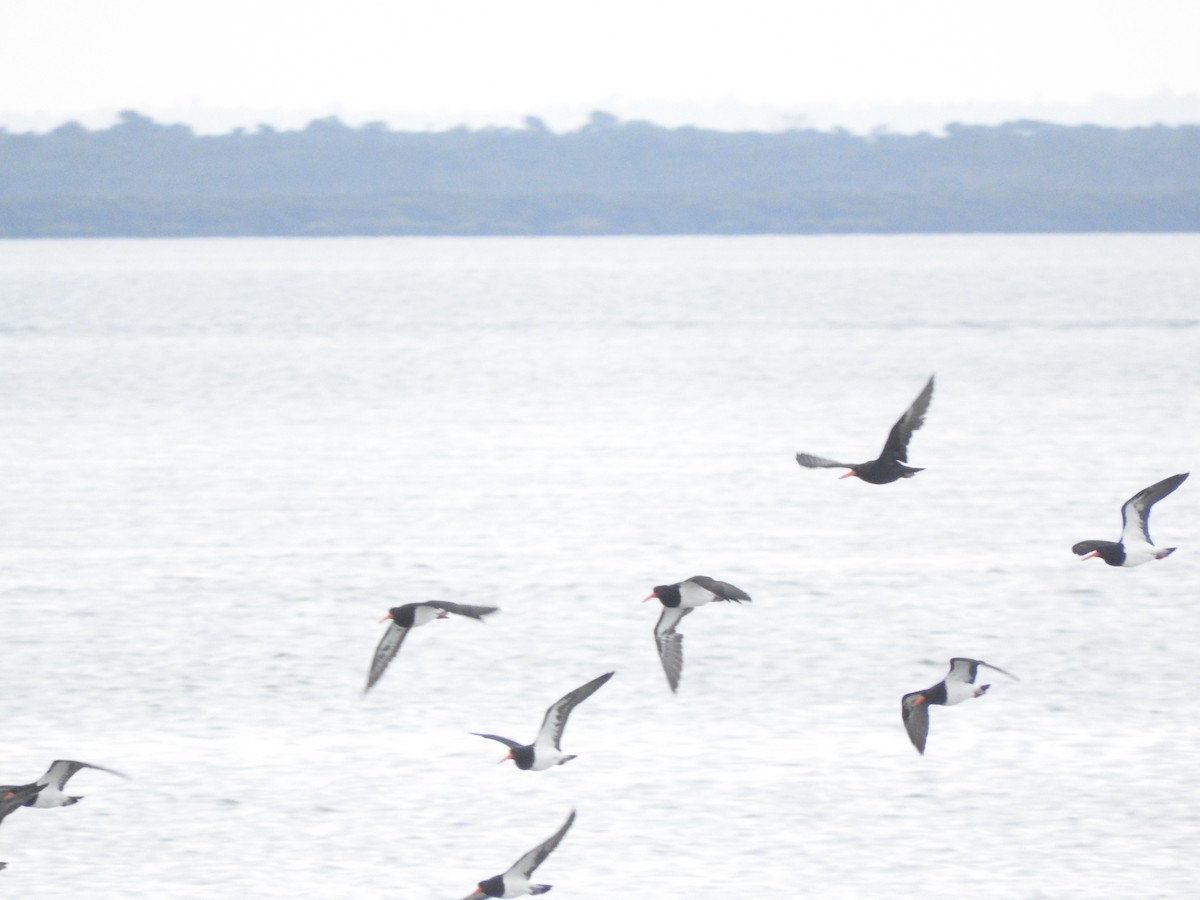 Sooty Oystercatcher - Archer Callaway