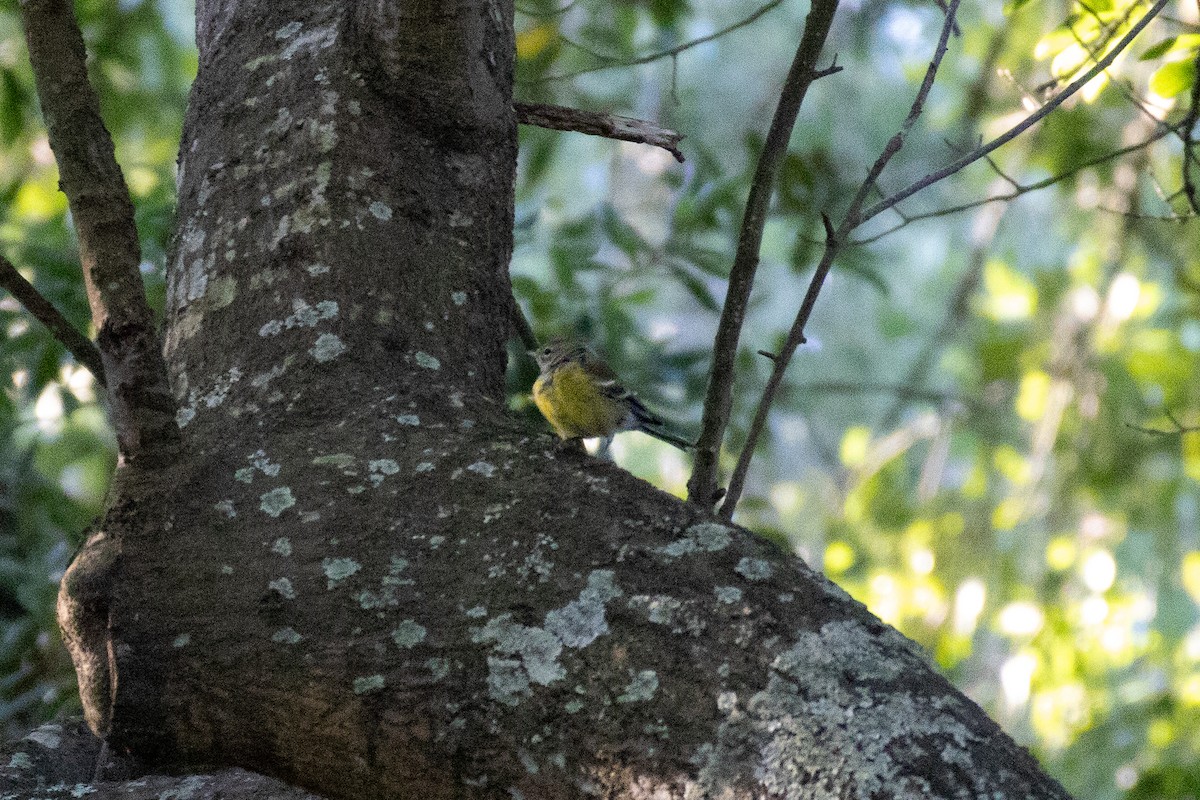 Pine Warbler - Jacob Hoyle