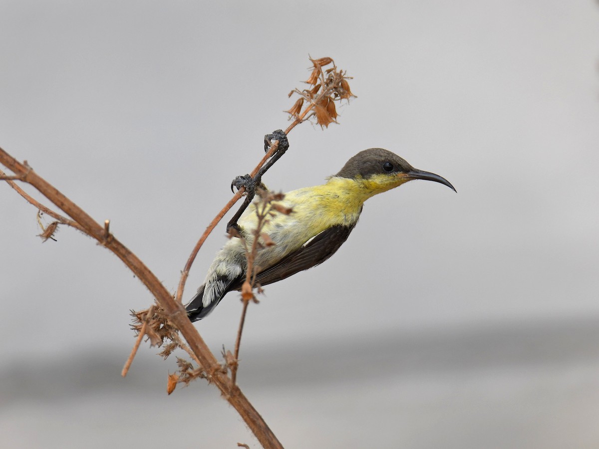 Purple Sunbird - Alex Rogers