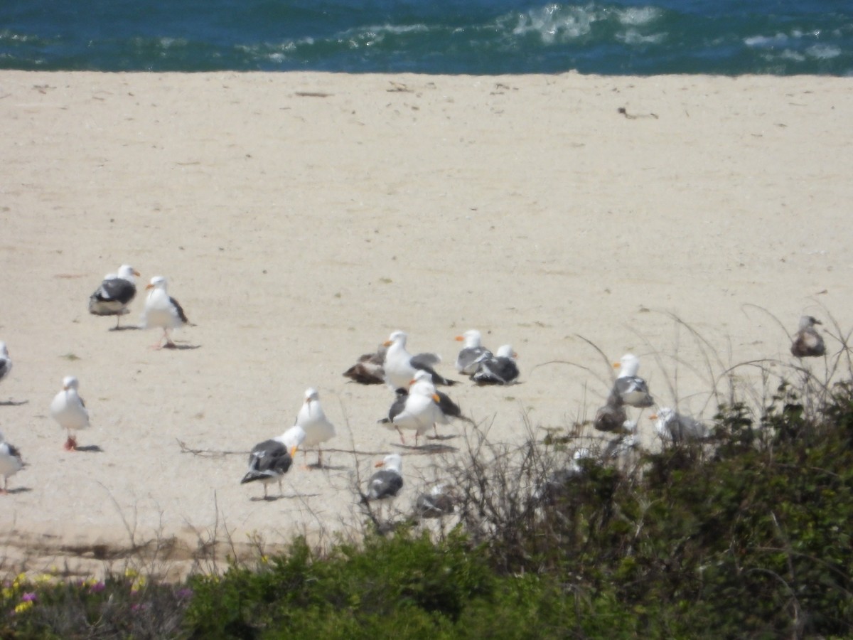 Western Gull - Bill Holland