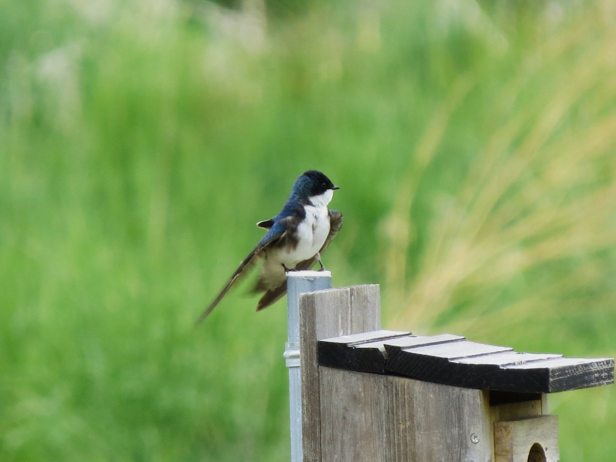 Tree Swallow - ML618862886