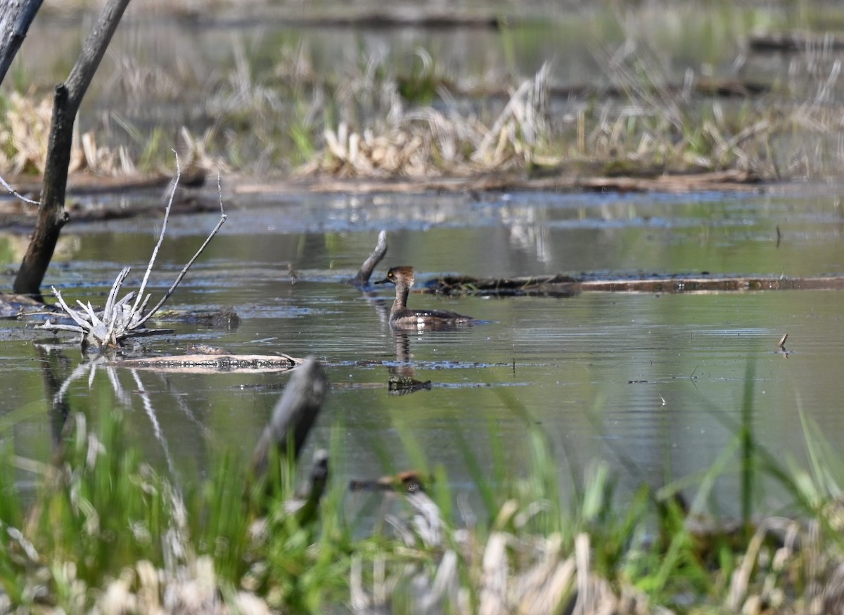 Hooded Merganser - Julie Mergl