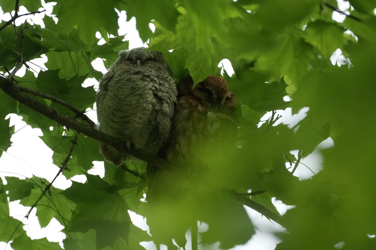 Eastern Screech-Owl - Matt Myers