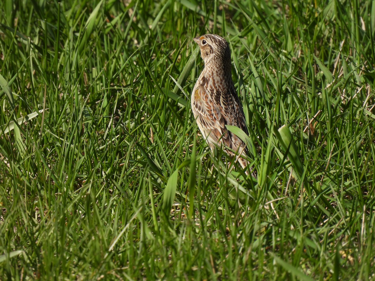 Grasshopper Sparrow - ML618862890