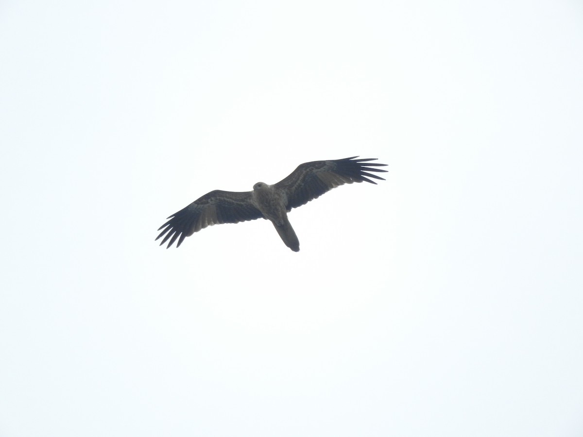 Whistling Kite - Archer Callaway