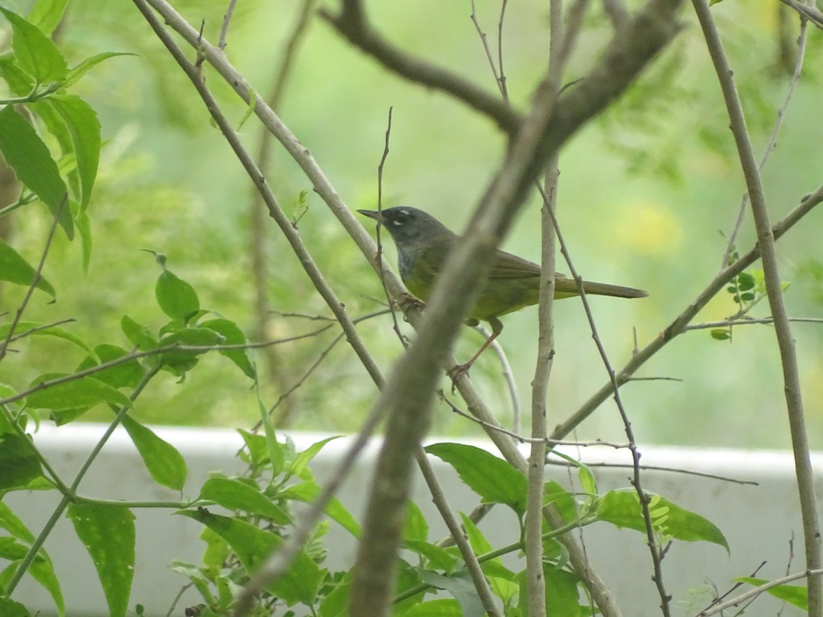 MacGillivray's Warbler - Baylor Cashen