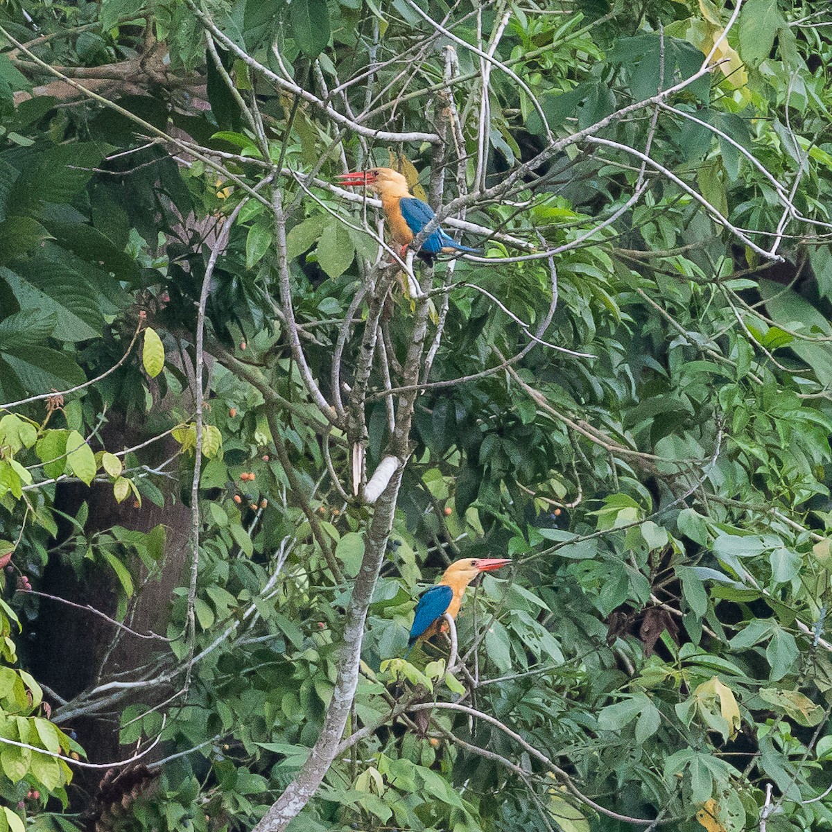 Stork-billed Kingfisher - John le Rond