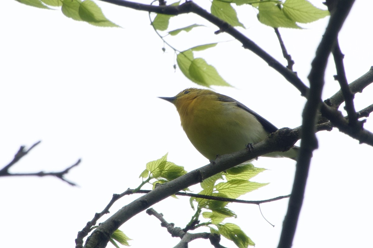 Prothonotary Warbler - Jerry Horak