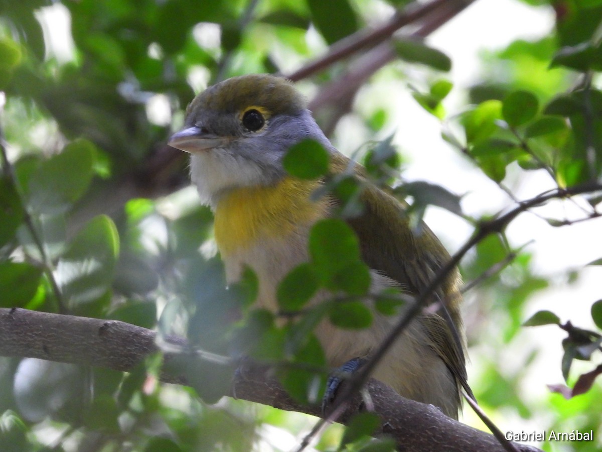 Green-backed Becard - Gabriel Arnábal