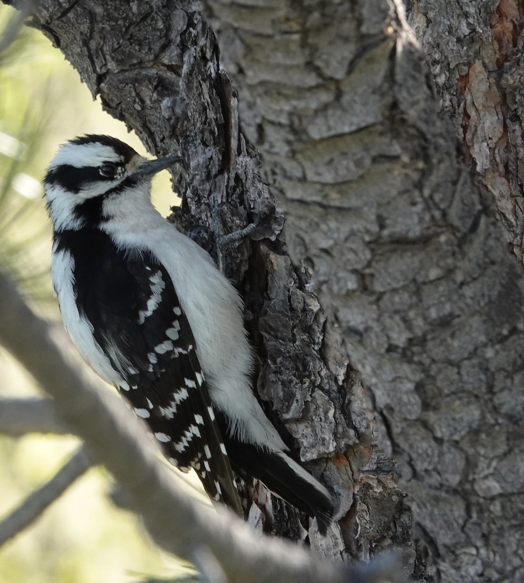 Downy Woodpecker - Doug Swartz