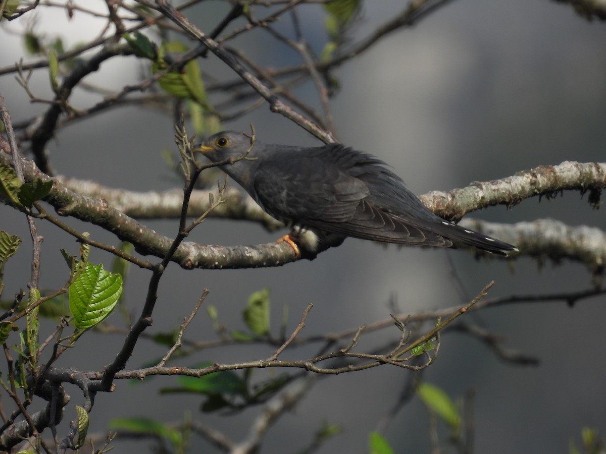 Lesser Cuckoo - Aparajita Datta