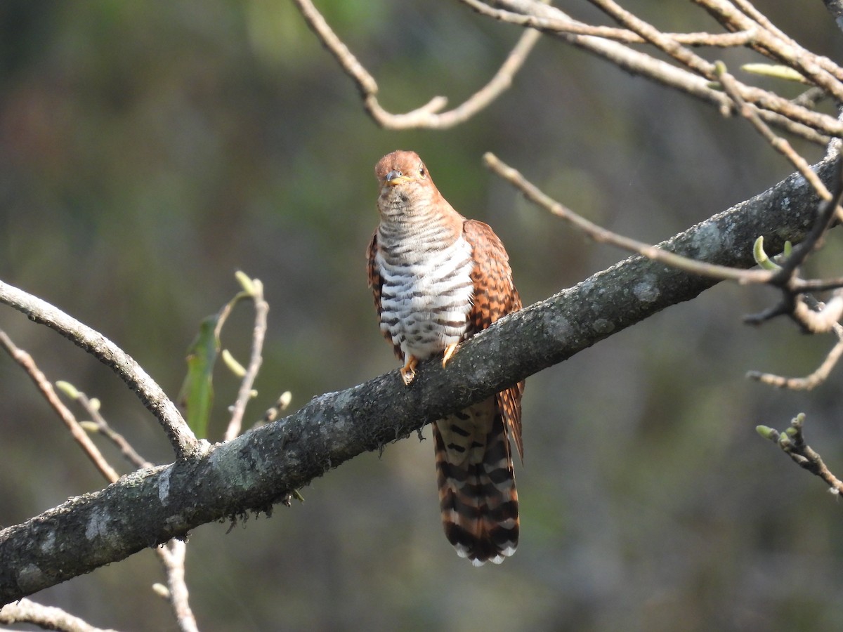 Lesser Cuckoo - Aparajita Datta