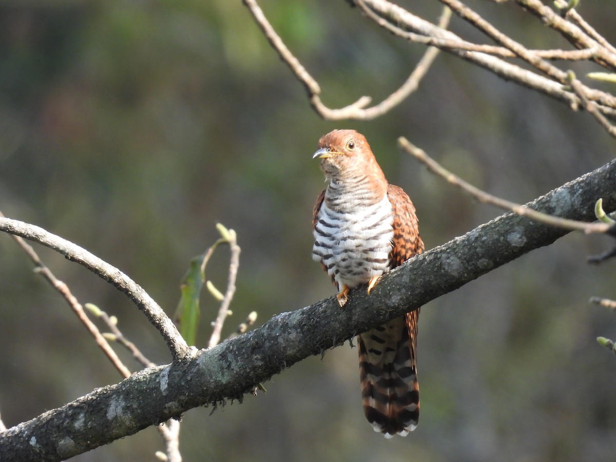 Lesser Cuckoo - Aparajita Datta