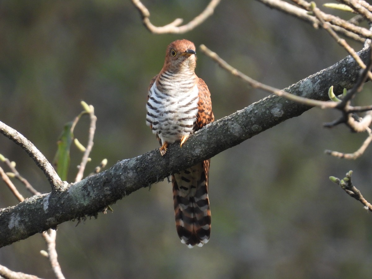 Lesser Cuckoo - Aparajita Datta