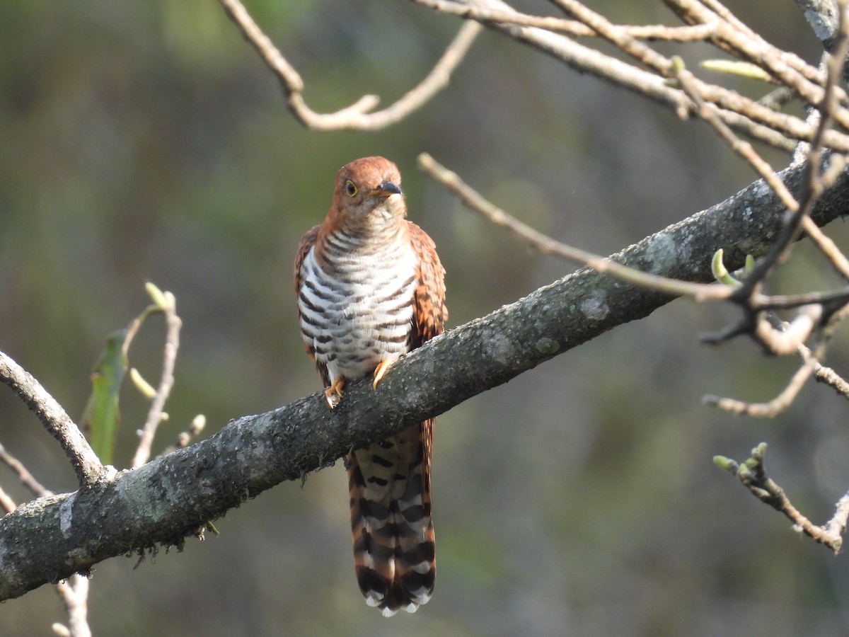 Lesser Cuckoo - Aparajita Datta