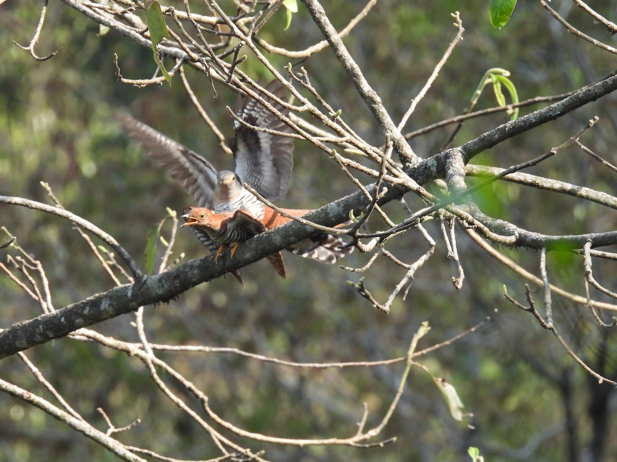 Lesser Cuckoo - Aparajita Datta