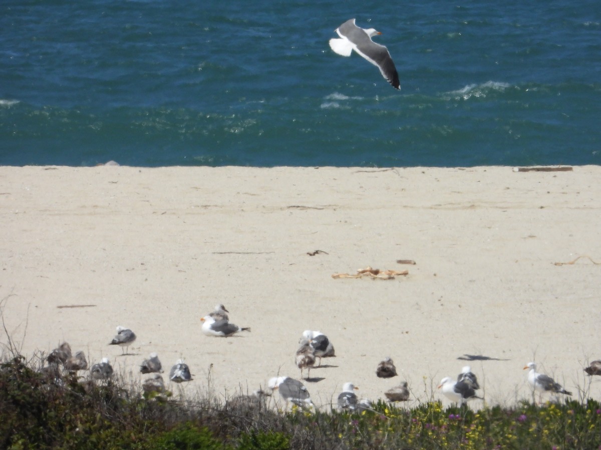 Western Gull - Bill Holland