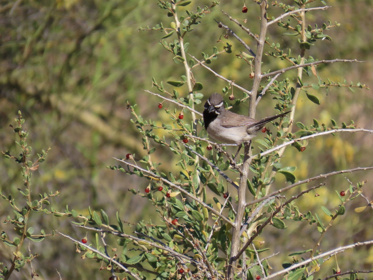 Black-throated Sparrow - Laura Hasty