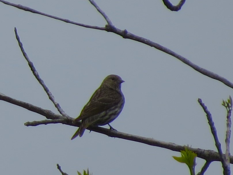 Pine Siskin - Evan Carlson